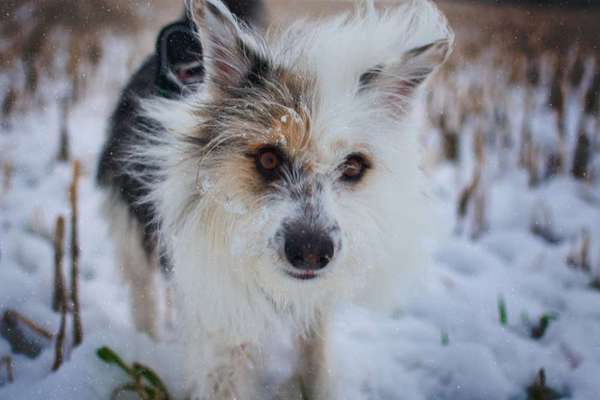 Dogorama Photo Challenge - Winterstimmung-Beitrag-Bild