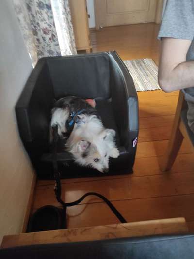 TierschutzhundeStammtisch🐕-Beitrag-Bild