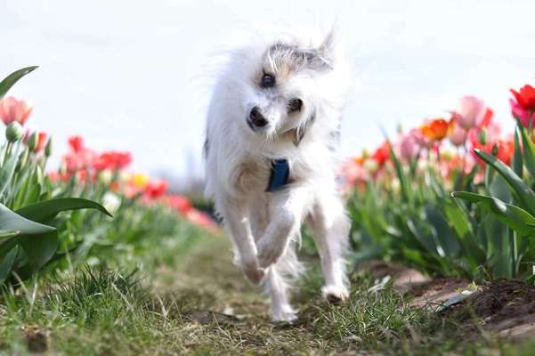 TierschutzhundeStammtisch🐕-Beitrag-Bild