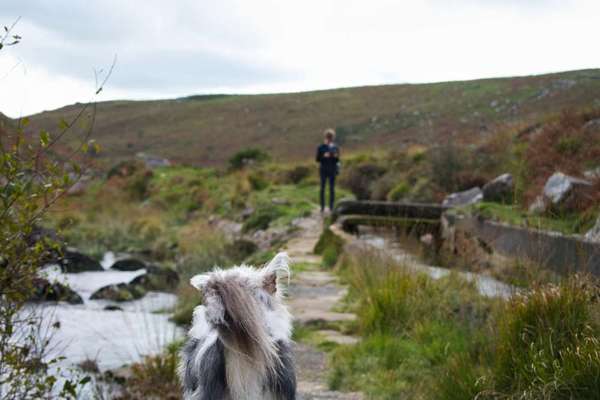 Urlaub in Großbritannien mit Senior-Hund-Beitrag-Bild