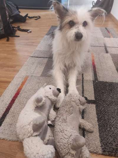 TierschutzhundeStammtisch🐕-Beitrag-Bild