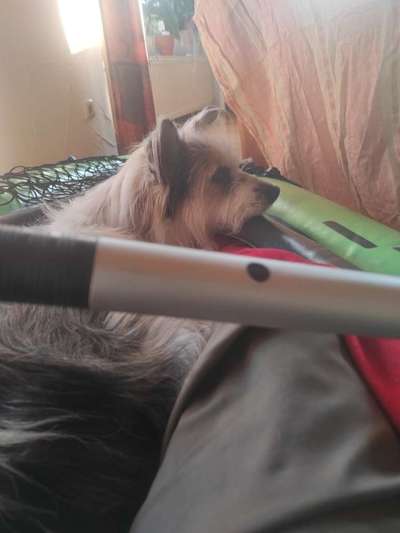 TierschutzhundeStammtisch🐕-Beitrag-Bild