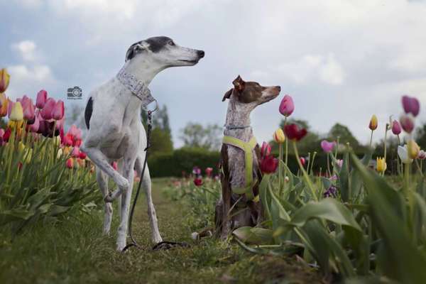 TierschutzhundeStammtisch🐕-Beitrag-Bild