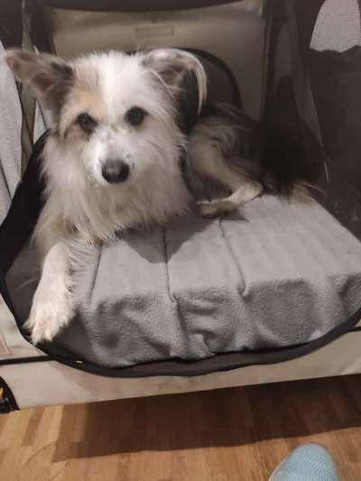 TierschutzhundeStammtisch🐕-Beitrag-Bild