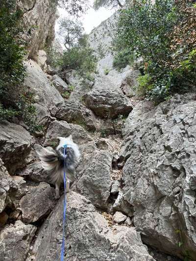 TierschutzhundeStammtisch🐕-Beitrag-Bild