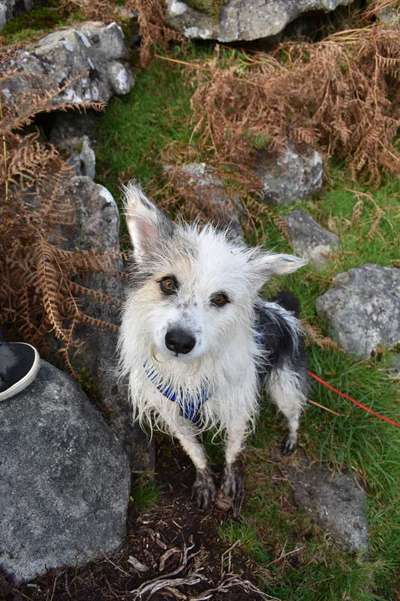 TierschutzhundeStammtisch🐕-Beitrag-Bild