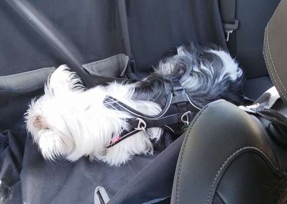 TierschutzhundeStammtisch🐕-Beitrag-Bild