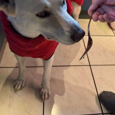 Krallen schneiden-Beitrag-Bild