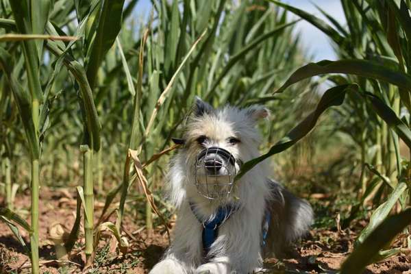 Gras fressen- bereits zweimal operiert-Beitrag-Bild