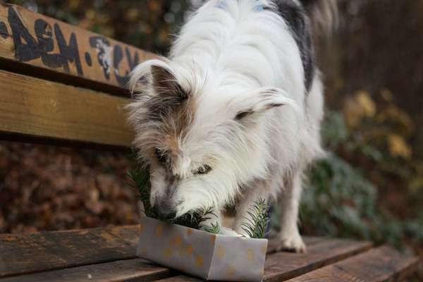 TierschutzhundeStammtisch🐕-Beitrag-Bild