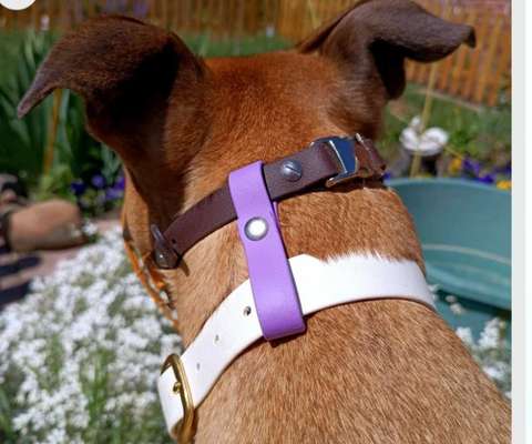 Wie sitzt mein Maulkorb / Maulkorb-Beratung-Beitrag-Bild