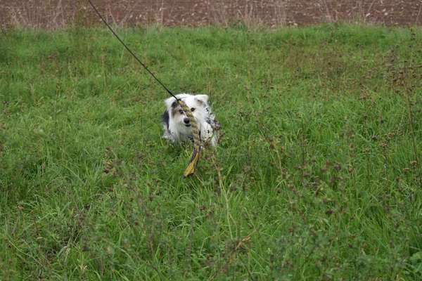 Zeige deinen Schatz mit seinem Lieblingsspielzeug.-Beitrag-Bild