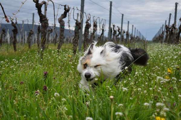 34. Collagen Challenge: "Crazy dogs"-Beitrag-Bild