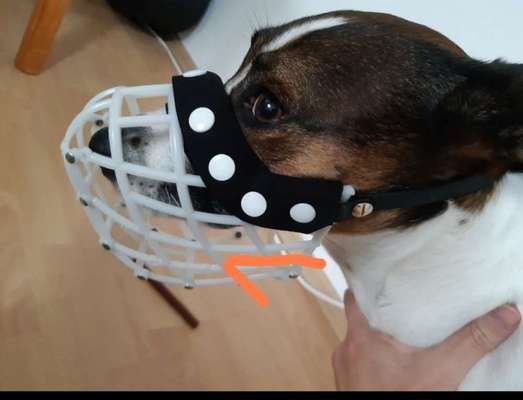 Wie sitzt mein Maulkorb / Maulkorb-Beratung-Beitrag-Bild