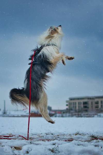 24. Collage-Challenge  *Hund im Schnee*-Beitrag-Bild