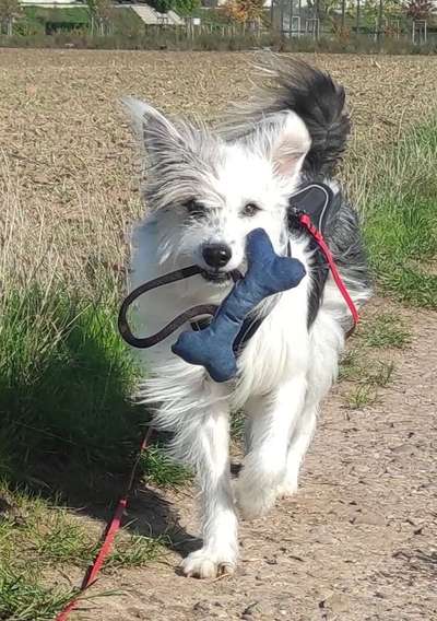 TierschutzhundeStammtisch🐕-Beitrag-Bild