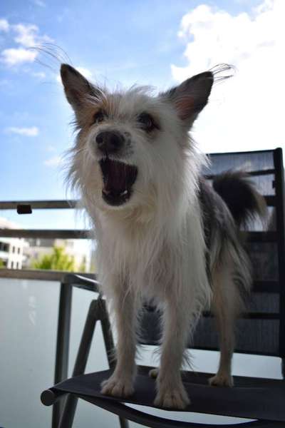 34. Collagen Challenge: "Crazy dogs"-Beitrag-Bild