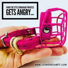 Hundeangriff, groß gegen klein-Beitrag-Bild