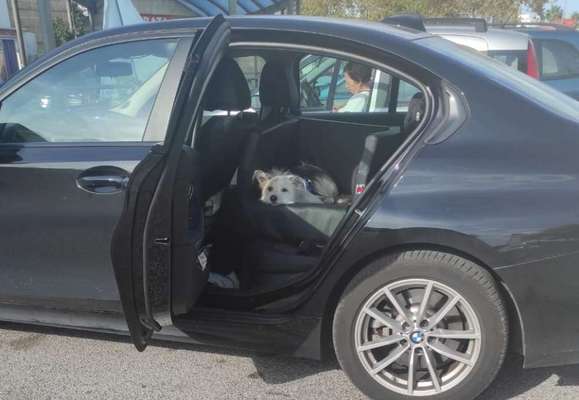 Transport auf der Rückbank-Beitrag-Bild