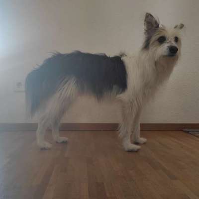 Wie optimal ist das Körpergewicht meines Hundes?-Beitrag-Bild