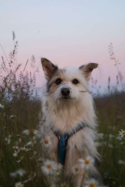 TierschutzhundeStammtisch🐕-Beitrag-Bild