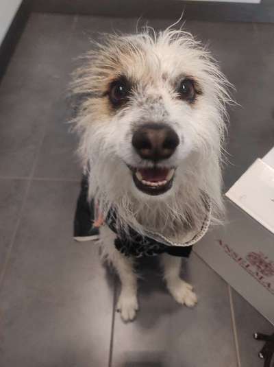 TierschutzhundeStammtisch🐕-Beitrag-Bild