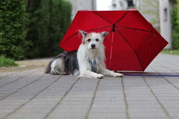 32. Impulskontrollübung      Ich lasse Dich nicht im Regen stehen.-Beitrag-Bild