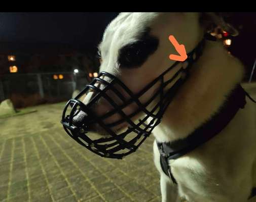 Wie sitzt mein Maulkorb / Maulkorb-Beratung-Beitrag-Bild