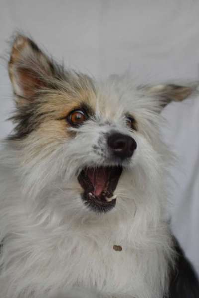 TierschutzhundeStammtisch🐕-Beitrag-Bild