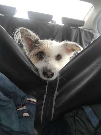 TierschutzhundeStammtisch🐕-Beitrag-Bild