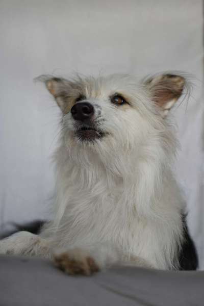 TierschutzhundeStammtisch🐕-Beitrag-Bild