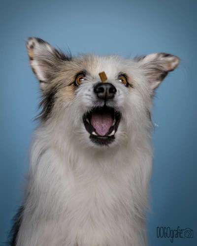 74. Trick-Übung "Leckerli schnappen"-Beitrag-Bild