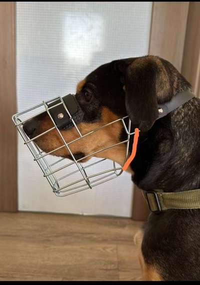 Wie sitzt mein Maulkorb / Maulkorb-Beratung-Beitrag-Bild