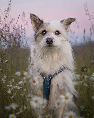 TierschutzhundeStammtisch🐕-Beitrag-Bild