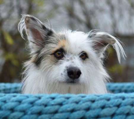 Dogorama Photo Challenge - Details Ganz nah-Beitrag-Bild