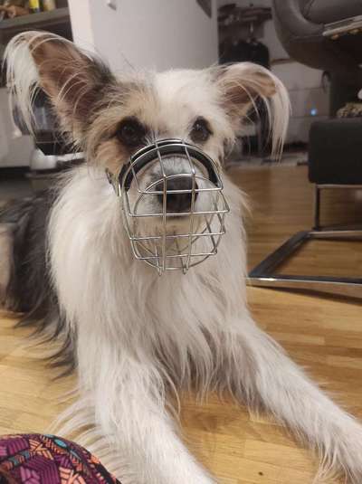 Wie sitzt mein Maulkorb / Maulkorb-Beratung-Beitrag-Bild