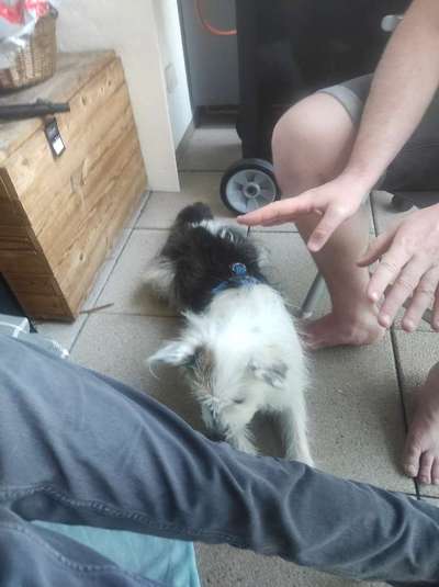 TierschutzhundeStammtisch🐕-Beitrag-Bild