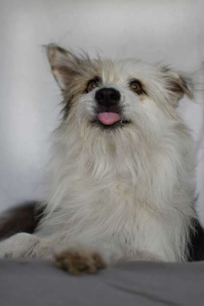 TierschutzhundeStammtisch🐕-Beitrag-Bild