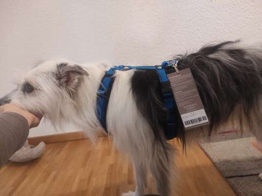 TierschutzhundeStammtisch🐕-Beitrag-Bild