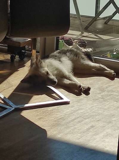 TierschutzhundeStammtisch🐕-Beitrag-Bild