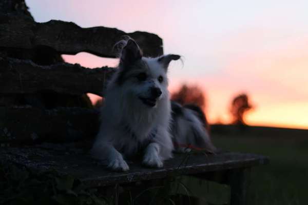 TierschutzhundeStammtisch🐕-Beitrag-Bild