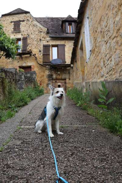TierschutzhundeStammtisch🐕-Beitrag-Bild