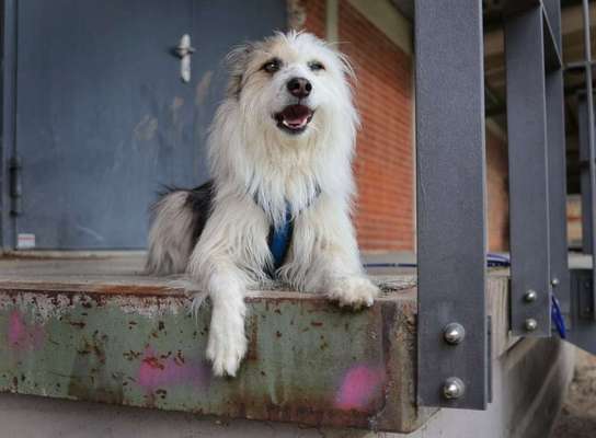 TierschutzhundeStammtisch🐕-Beitrag-Bild