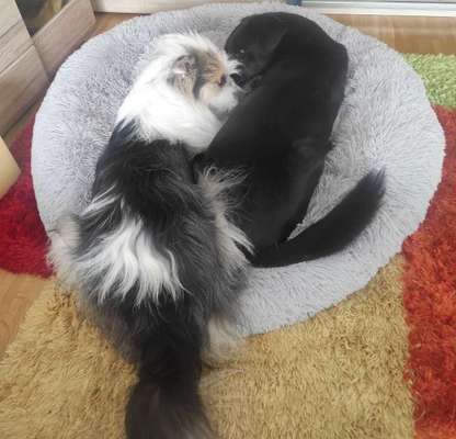 TierschutzhundeStammtisch🐕-Beitrag-Bild