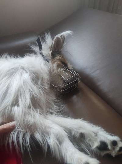 Maulkorb rauf - Vorurteile runter-Beitrag-Bild