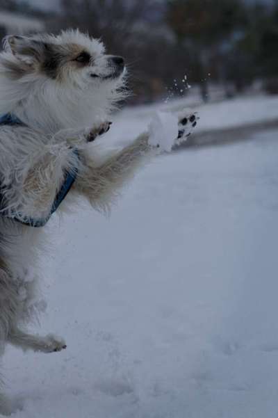TierschutzhundeStammtisch🐕-Beitrag-Bild