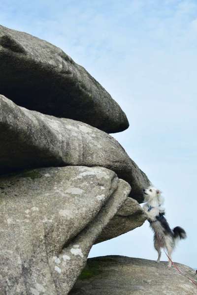 TierschutzhundeStammtisch🐕-Beitrag-Bild