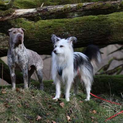 Wie optimal ist das Körpergewicht meines Hundes?-Beitrag-Bild