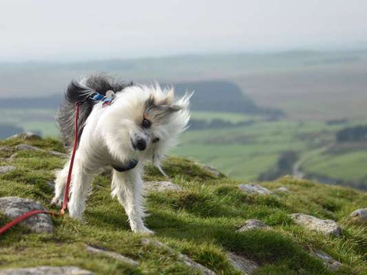Urlaub in Großbritannien mit Senior-Hund-Beitrag-Bild