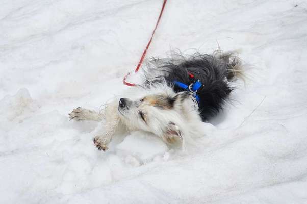 TierschutzhundeStammtisch🐕-Beitrag-Bild